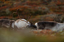 Reindeer (Rangifer tarandus) sniffing another, Forollhogna National Park, Norway, September 2008