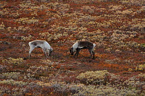 Two Reindeer (Rangifer tarandus) fighting, Forollhogna National Park, Norway, September 2008