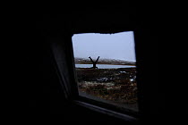 Photographer, Vincent Munier, doing a headstand, seen through a window, Forollhogna National Park, Norway, September 2008
