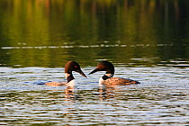 Pair of Common loons / Great Northern divers (Gavia immer) in courtship posture, on White Lake in Tamworth, New Hampshire, USA
