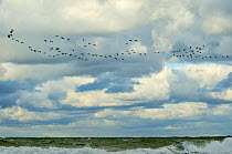 Barnacle geese (Branta leucopsis) migrating southwest over the Baltic Sea, Cap Arkona, Rugen Island, Mecklenburg-Vorpommern, Germany, October 2009