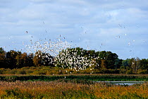 Migratory flock of Black-headed gulls (Chroicocephalus ridibundus) bunching in flight over reed beds due to a Peregrine falcon hunting nearby, Rugen-Bock-Region, Mecklenburg-Vorpommern, Germany, Octob...
