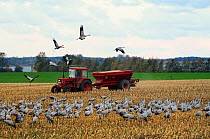 Corn being spread from tractor at maize stubble feeding site for Common / Eurasian cranes (Grus grus) during autumn migration period, near Hohendorf, Rugen-Bock-Region, Mecklenburg-Vorpommern, Germany...