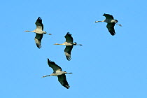 Common / Eurasian crane (Grus grus) family in flight, two adults and two juveniles, during autumn migration period, Rugen-Bock-Region, Mecklenburg-Vorpommern, Germany, October