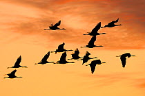 Common / Eurasian crane (Grus grus) flock flying from roost site at sunrise, silhouetted against dawn sky, autumn migration period, Rugen-Bock-Region, Mecklenburg-Vorpommern, Germany, October