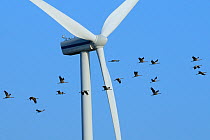 Common / Eurasian crane (Grus grus) flock flying close to wind turbine, Near Diepholz, Lower Saxony, Germany, October 2009