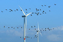 Common / Eurasian crane (Grus grus) flock flying close to wind turbines, Near Diepholz, Lower Saxony, Germany, October 2009