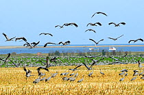 Common / Eurasian cranes (Grus grus) taking off from maize stubble field near Baltic Sea shore, during autumn migration period, near Hohendorf, Rugen-Bock-Region, Mecklenburg-Vorpommern, Germany, Octo...