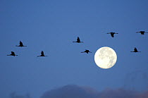 Silhouetted Common / Eurasian cranes (Grus grus) flying from roost at dawn past full moon, during autumn migration period, Rugen-Bock-region, Mecklenburg-Vorpommern, Germany, October