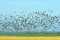 Common / Eurasian crane (Grus grus) flock in flight over maize stubble field near Baltic Sea shore, where extra grain has been scattered for cranes to feed on, during autumn migration period, Hohendor...