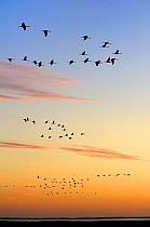 Common / Eurasian cranes (Grus grus) flying from roost site at sunrise, silhouetted against dawn sky, autumn migration period, Rugen-Bock-Region, Mecklenberg-Vorpommern, Germany, October 2009