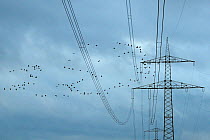 Common / Eurasian crane (Grus grus) flock flying just over electricity cables strung between pylons, on their way to night roost, near Diepholz, Lower Saxony, Germany, October 2009