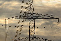 Common / Eurasian crane (Grus grus) flock flying just over electricity cables strung between pylons, on way to night roost, near Diepholz, Lower Saxony, Germany, late autumn, November 2009