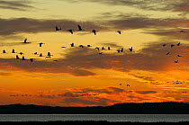 Silhouetted Common / Eurasian cranes (Grus grus) flying from roost on Zingst peninsula over the Bodden Inlet of the Baltic sea at sunrise, autumn migration period, Rugen-Bock-Region, Mecklenburg-Vorpo...
