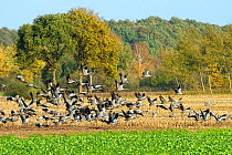 Common / Eurasian crane (Grus grus) flock taking off from maize stubble field, during autumn migration period, near Diepholz, Lower Saxony, Germany, October 2009