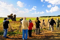 Photographers and birdwatchers watching Common / Eurasian cranes (Grus grus) at feeding site where grain is scattered for them during autumn migration period, Near Gunz, Rugen-Bock-Region, Mecklenburg...