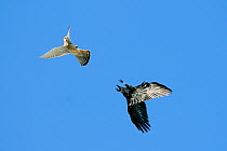 Carrion crow (Corvus corone) mobbing female Kestrel (Falco tinnunculus) in an aerial chase, Marburg city, Hesse, Germany, October