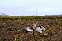 Common / Eurasian crane (Grus grus) with a broken wing, killed by flying into electricity cables, near Freistatt, Lower Saxony, Germany, November 2009