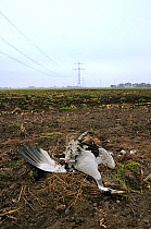 Common / Eurasian crane (Grus grus) with a broken wing, killed by flying into electricity cables strung between pylons, near Freistatt, Lower Saxony, Germany, November 2009