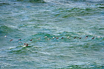 Eider ducks (Somateria mollissima) migrating west over the Baltic Sea, Cap Arkona, Rugen Island, Mecklenburg-Vorpommern, Germany, October