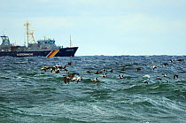 Eider ducks (Somateria mollissima) migrating west over the Baltic Sea, passing German Federal Coast Guard ship "FSB Seeadler", off Cap Arkona, Rugen Island, Mecklenburg-Vorpommern, Germany, October 20...