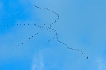 Migrating cranes (Grus grus) flying high over Marburg, Hesse, Germany, October