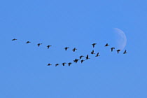 Pink footed goose flock (Anser brachyrhyncus) in flight past half moon, during autumn migration season, near Diepholz, Lower Saxony, Germany, October