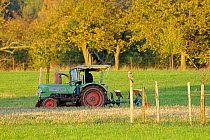 Common buzzard (Buteo buteo) pale phase perched on post, watching for prey flushed by vintage tractor working nearby, near Marburg, Hesse, Germany, October 2009