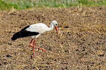 White stork (Ciconia ciconia) foraging for insects and worms in stubble field, Rugen-Bock-Region, Mecklenburg-Vorpommern, Germany, July