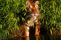 Bengal tiger {Panthera tigris tigris} standing amongst bamboo at water's edge, captive