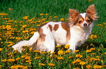 Domestic dog, long haired Chihuahua, amongst Dandelions, Illinois, USA