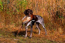 Domestic dog, German short-haired pointer retrieving a dead male Ring-necked pheasant, Connecticut, USA
