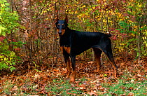 Domestic dog, Doberman pinscher with cropped ears in woodland, Illinois, USA