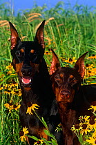 Domestic dog, Doberman pinschers with cropped ears amongst Rudbeckia flowers, male on left, female on right, Illinois, USA