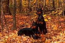 Domestic dog, two Doberman pinschers with cropped ears in autumn woodland, Illinois, USA