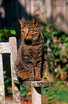 Domestic cat, Kurile Island bobtail cat sitting in sun on garden bench, Connecticut, USA
