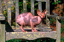 Domestic cat, Sphinx cat with no hair sitting on garden bench, Connecticut, USA