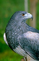 Black chested buzzard eagle (Geronoaetus melanoleucos) captive, Eucador