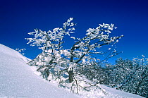 Lenga beech tree (Nothofagus pumilio) covered in snow, Nahuel Huapi NP, Patagonia, Argentina