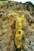 Sulphur vents on the Alcedo volcano, Isabela Island, Galapagos