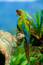 Buffon's / Great green macaw (Ara ambigua) perched on Almendro tree, Costa Rica