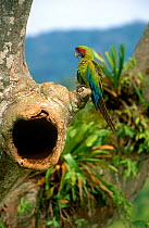 Buffon's / Great green macaw (Ara ambigua) perched near nest in Almendro tree, Costa Rica