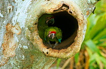Buffon's / Great green macaw (Ara ambigua) chick in nest hole in Almendro tree, Costa Rica