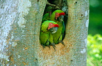 Buffon's / Great green macaw (Ara ambigua) adult pair in nest hole in Almendro tree, Costa Rica