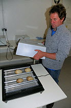 Nigel Jarrett, Aviculture manager, inspects developing Common / Eurasian crane eggs (Grus grus) in an egg-turning incubator, WWT Slimbridge, Gloucestershire, UK, May 2009. 2020VISION Book Plate.