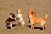 Domestic dogs (Canis familiaris), Springer spaniel play fighting with a Golden labrador retriever, watched by two more retrievers. Cornwall, UK, April 2009