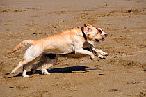 Domestic dogs (Canis familiaris), Golden labrador retriever running side by side with a Springer spaniel on a sandy beach. Cornwall, UK.