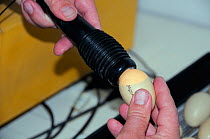 Mallard (Anas platyrhynchos) egg from captive rearing incubator being "candled" to check its development. WWT Slimbridge, Gloucestershire, UK, May 2009.