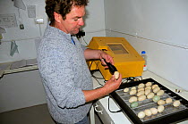 Nigel Jarrett, Aviculture manager, "candling" a mallard egg (Anas platyrynchos) taken from an egg-turning incubator full of duck eggs, WWT Slimbridge, UK, May 2009.