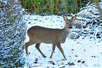 Roe deer (Capreolus capreolus) buck in winter in a snow covered garden. Wiltshire, UK, December 2009.